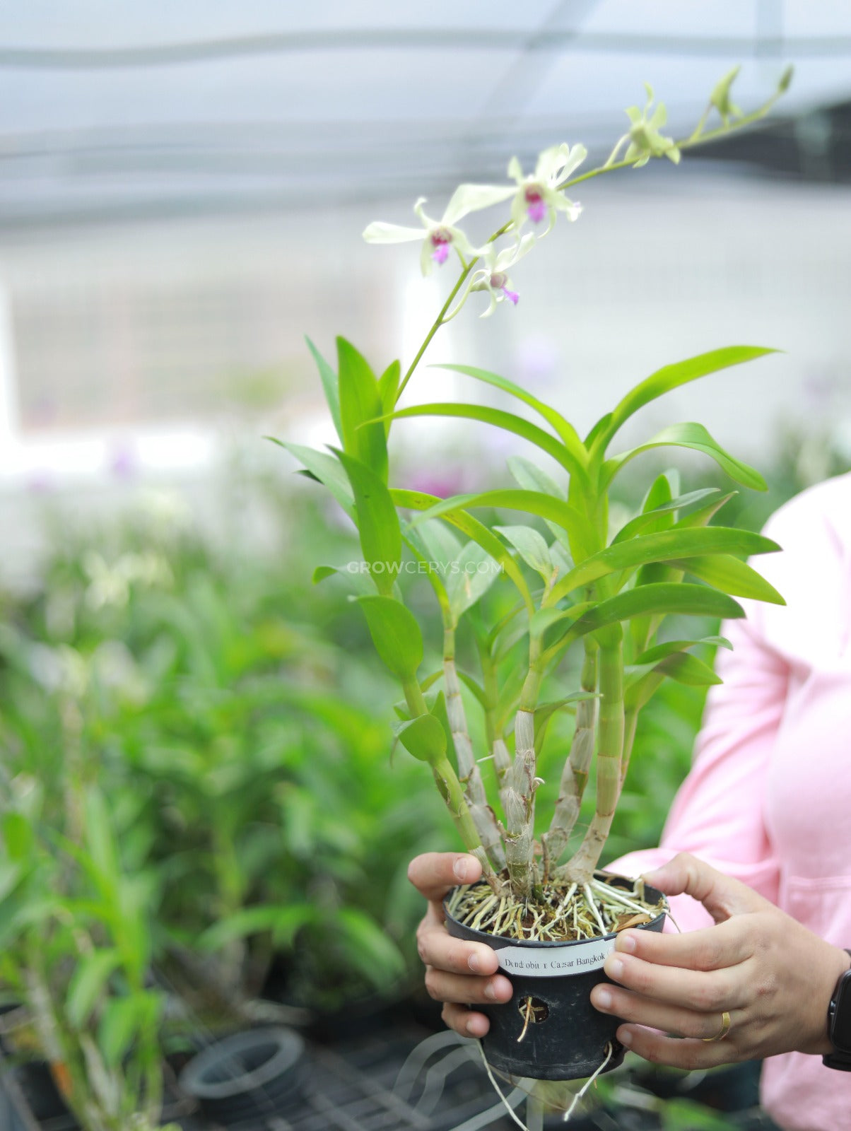 Dendrobium Caeser Chaid