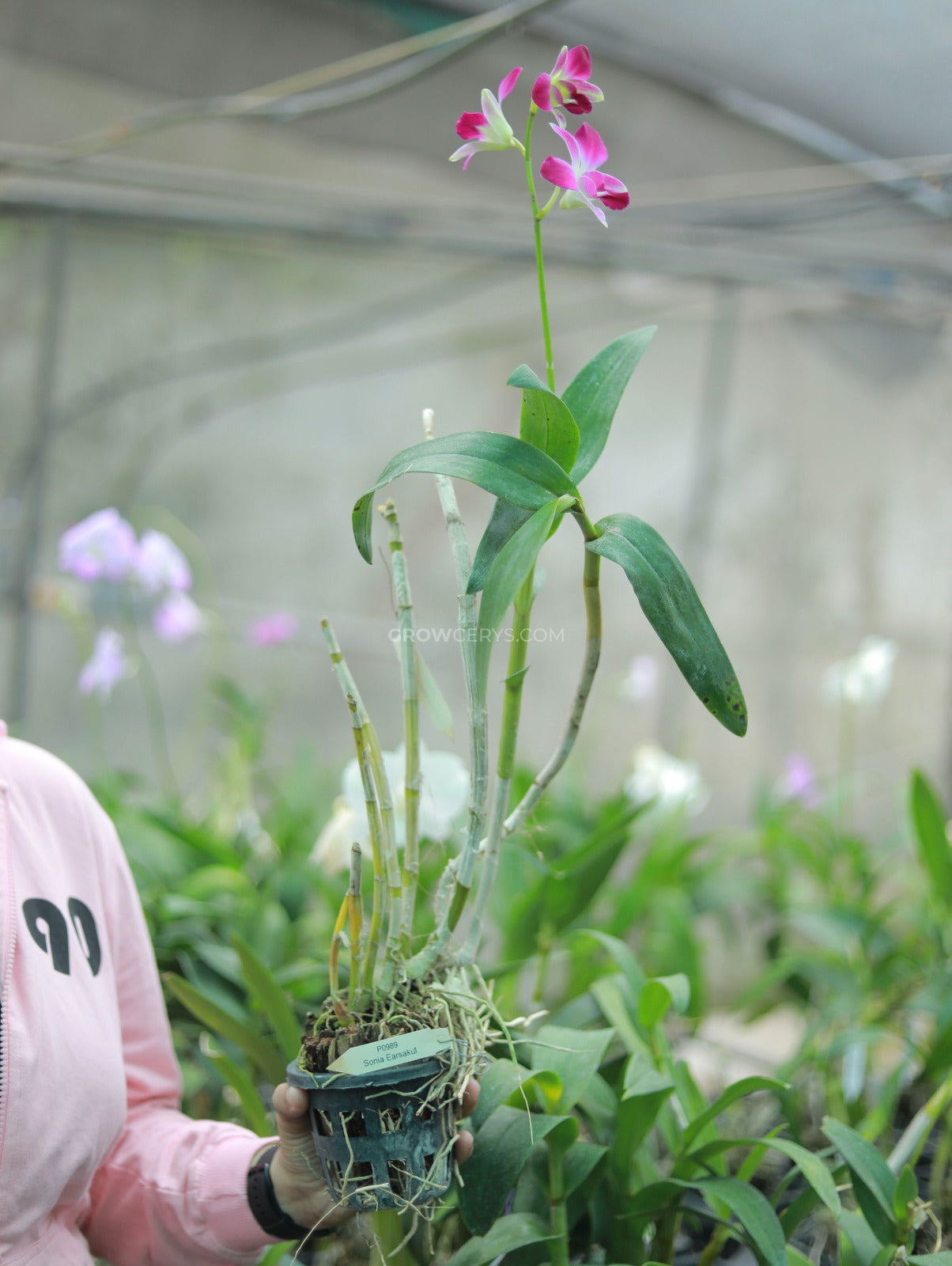 Dendrobium Sonia Earsakul