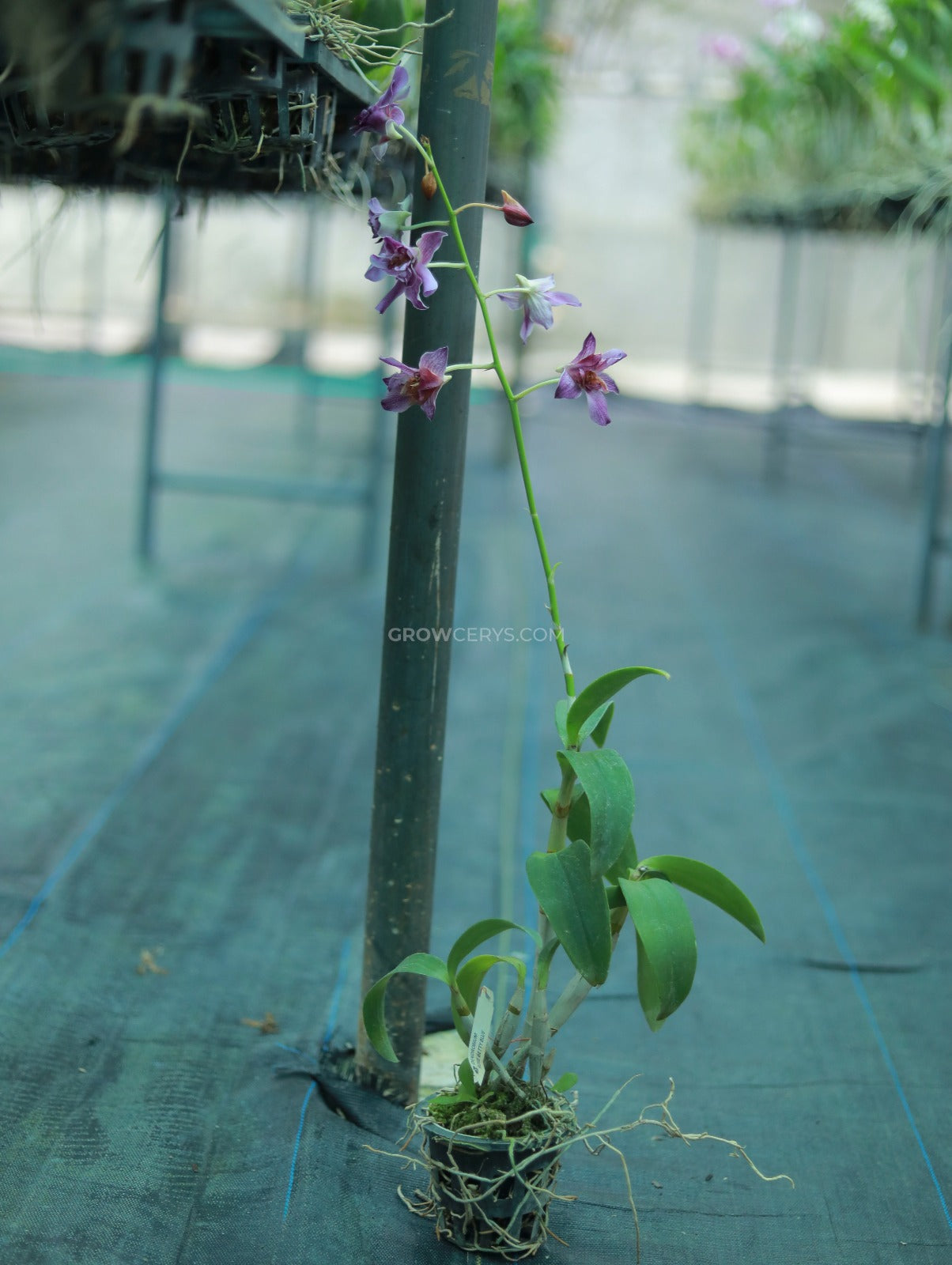 Dendrobium Rose Betty Blue