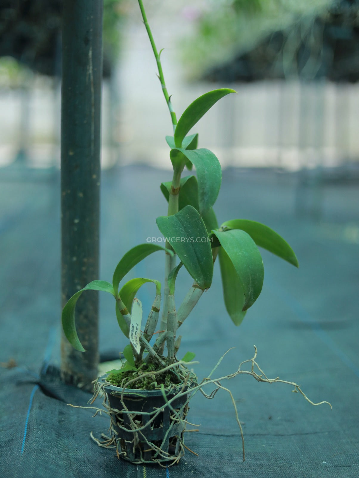 Dendrobium Rose Betty Blue