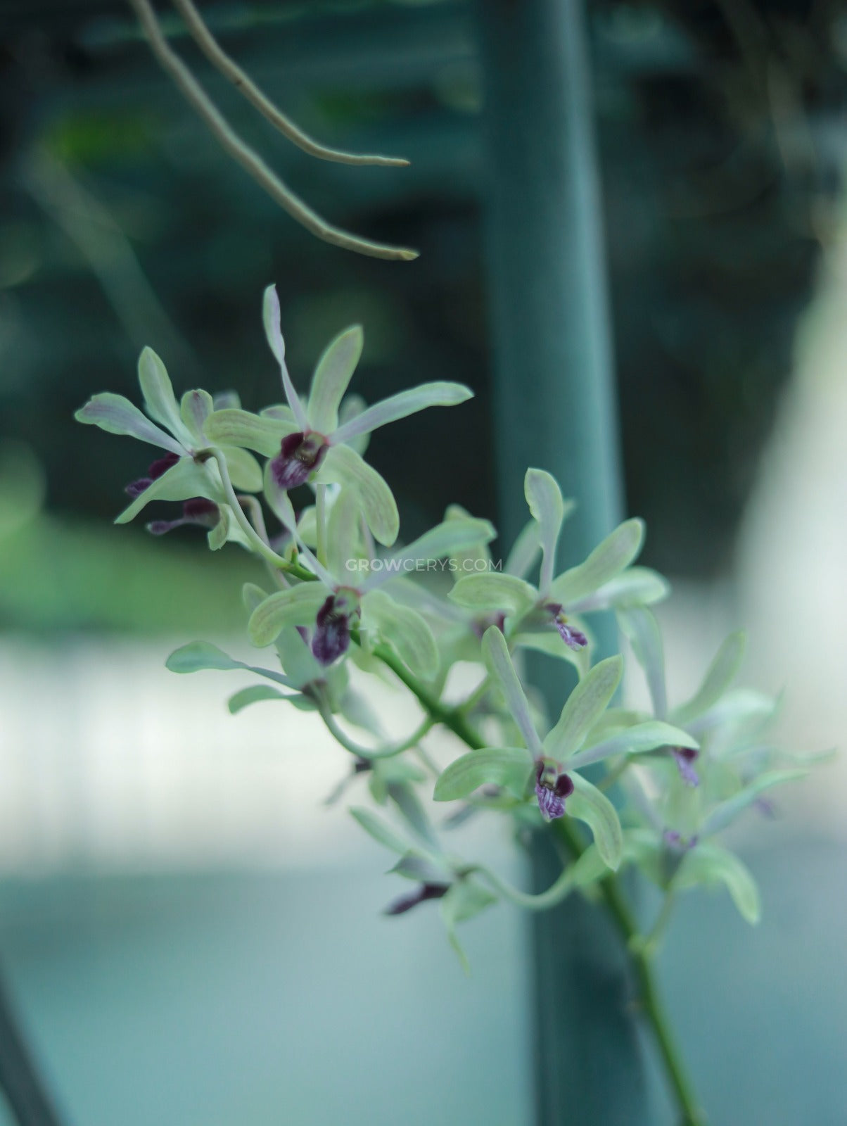 Dendrobium Nguang Chang