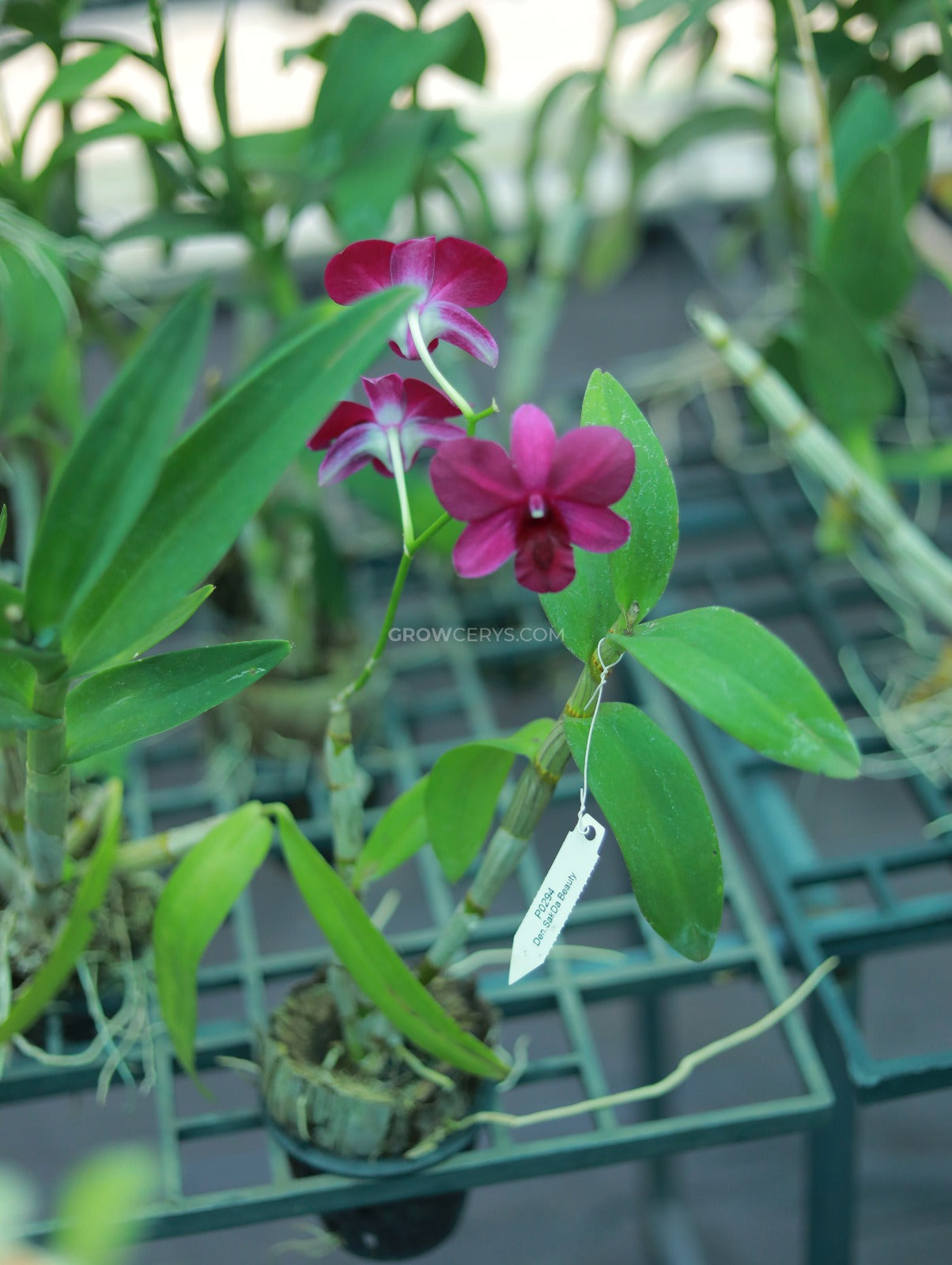 Dendrobium SakDa Beauty