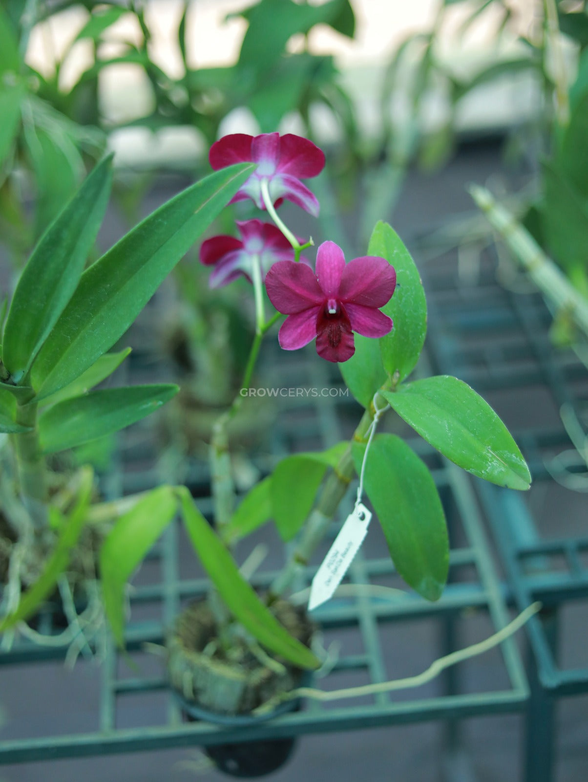 Dendrobium SakDa Beauty