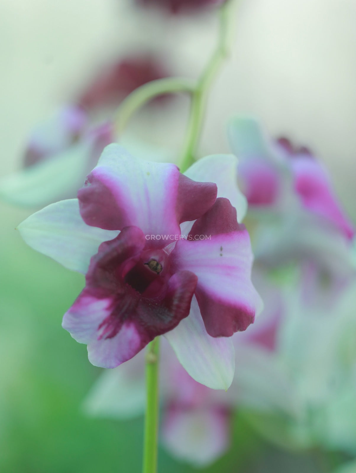 Dendrobium Alien