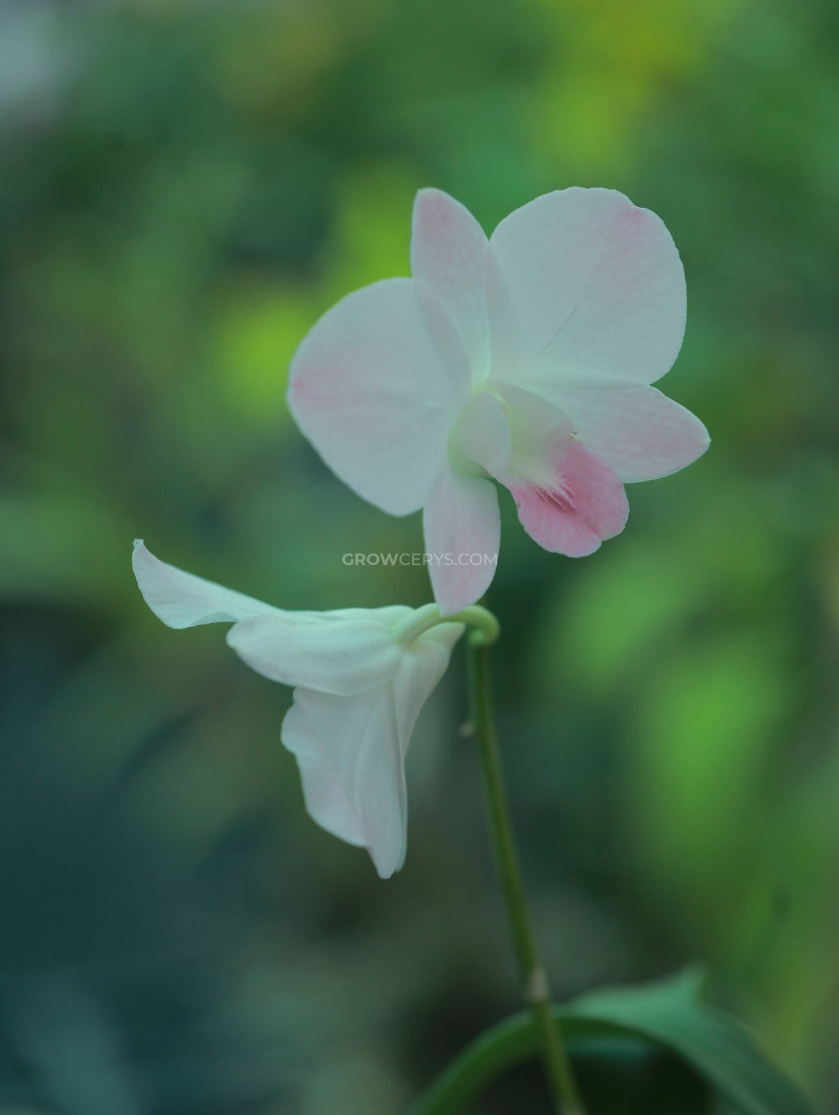 Dendrobium Airy Peach