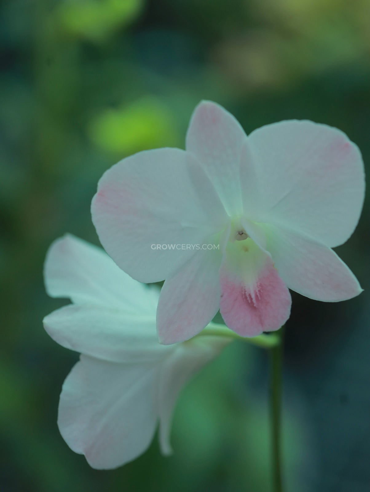 Dendrobium Airy Peach