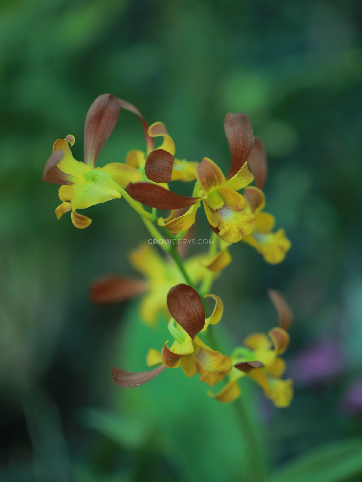 Dendrobium Morning Rabbit