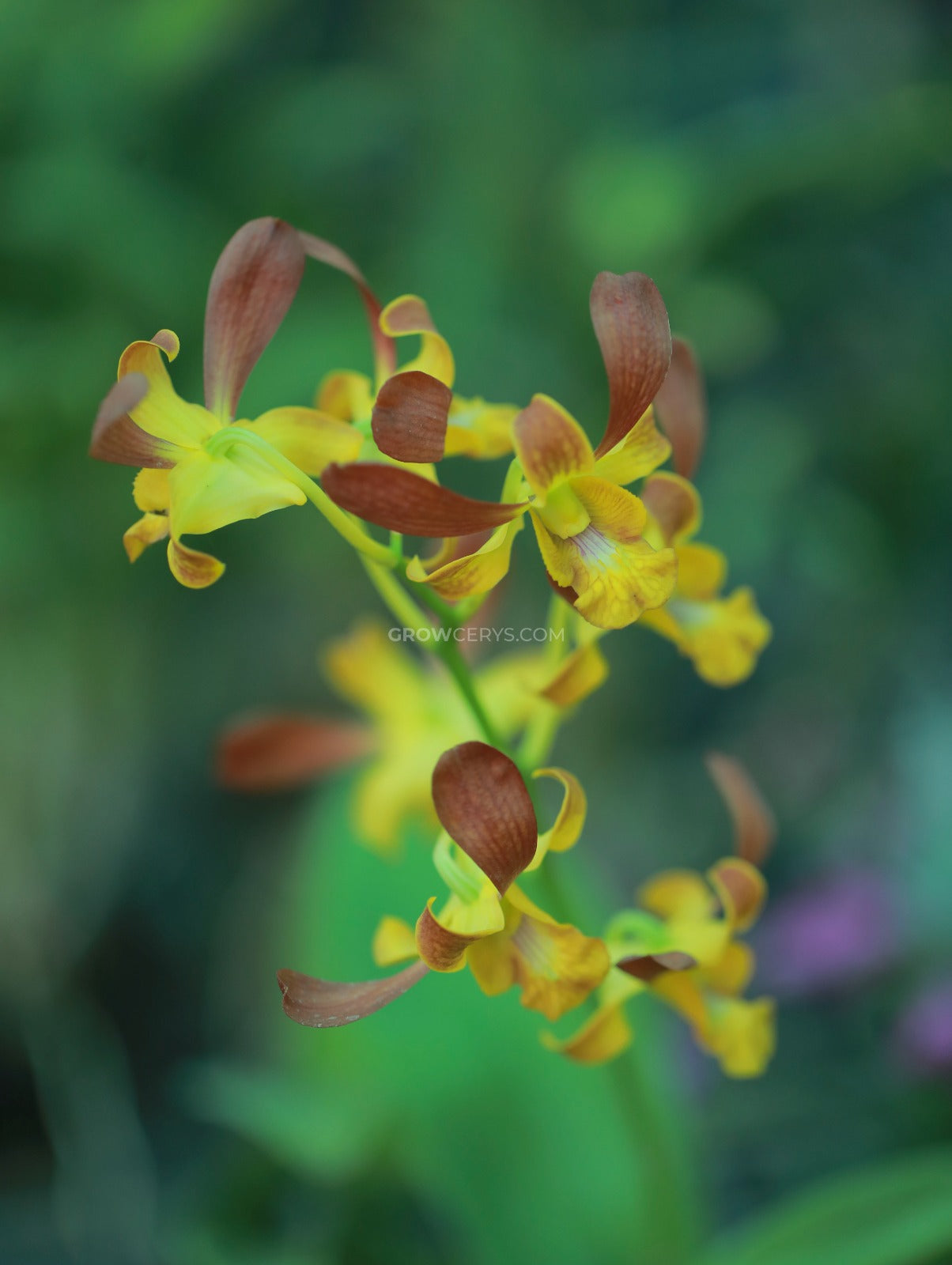 Dendrobium Morning Rabbit