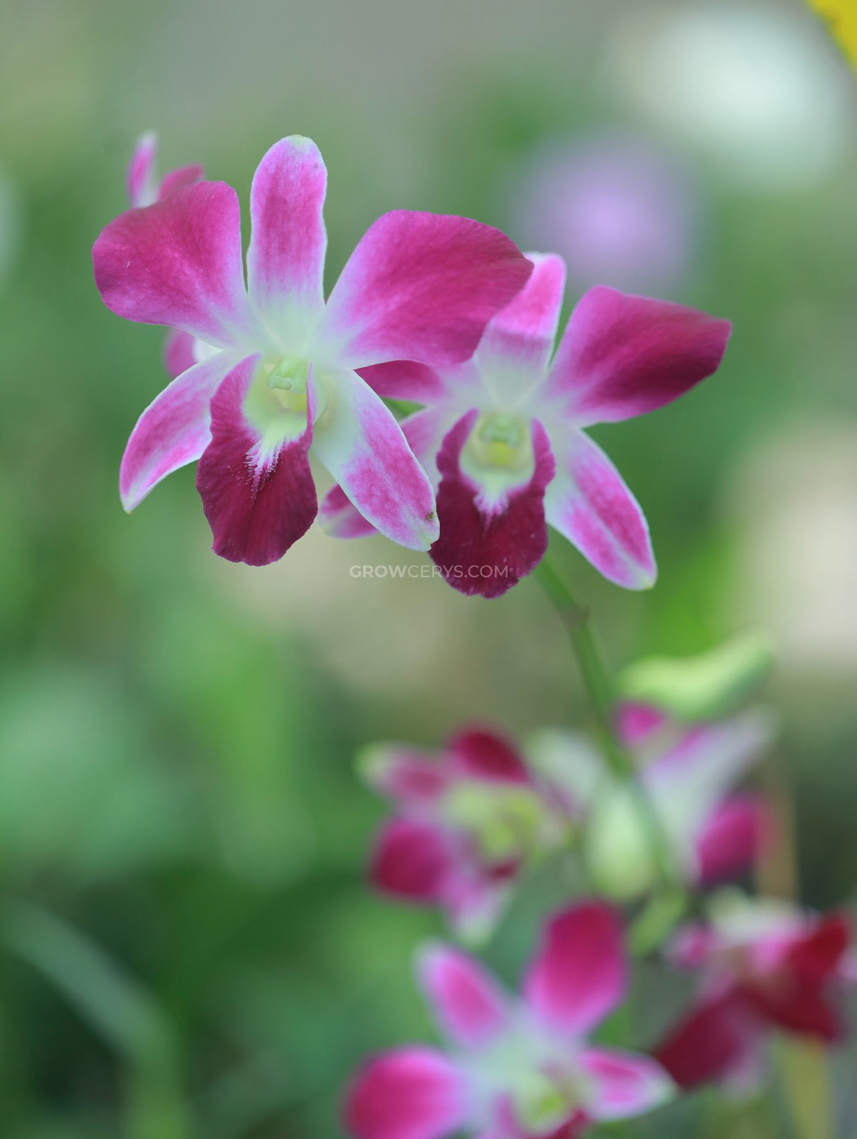 Dendrobium Sonia Earsakul