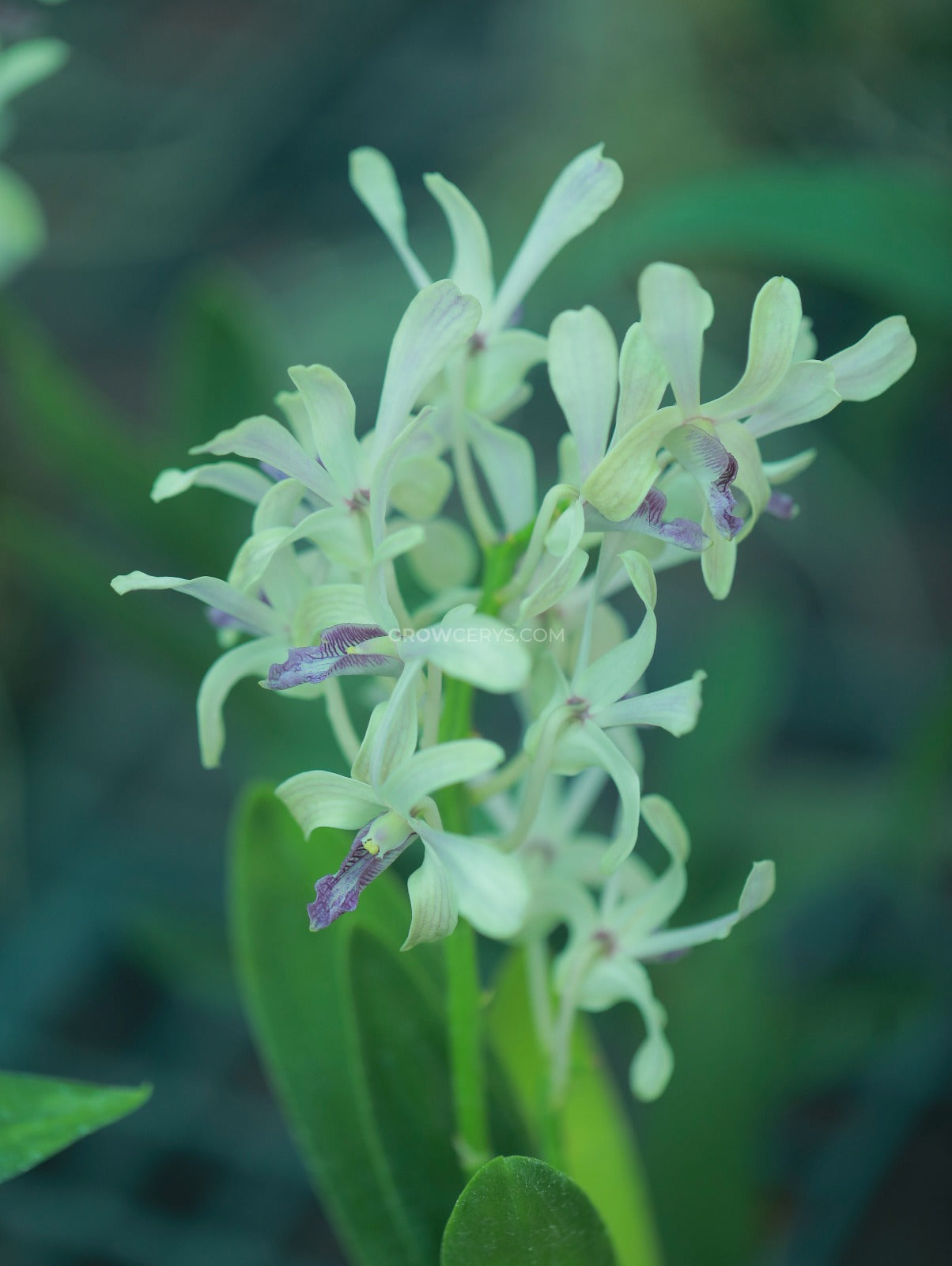 Dendrobium Nguang Chang