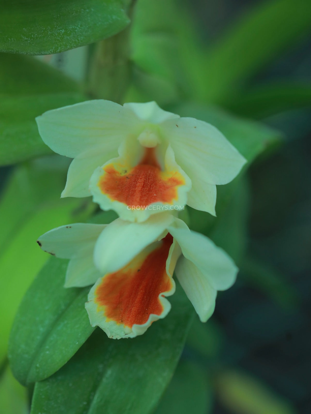 Dendrobium Donmalee