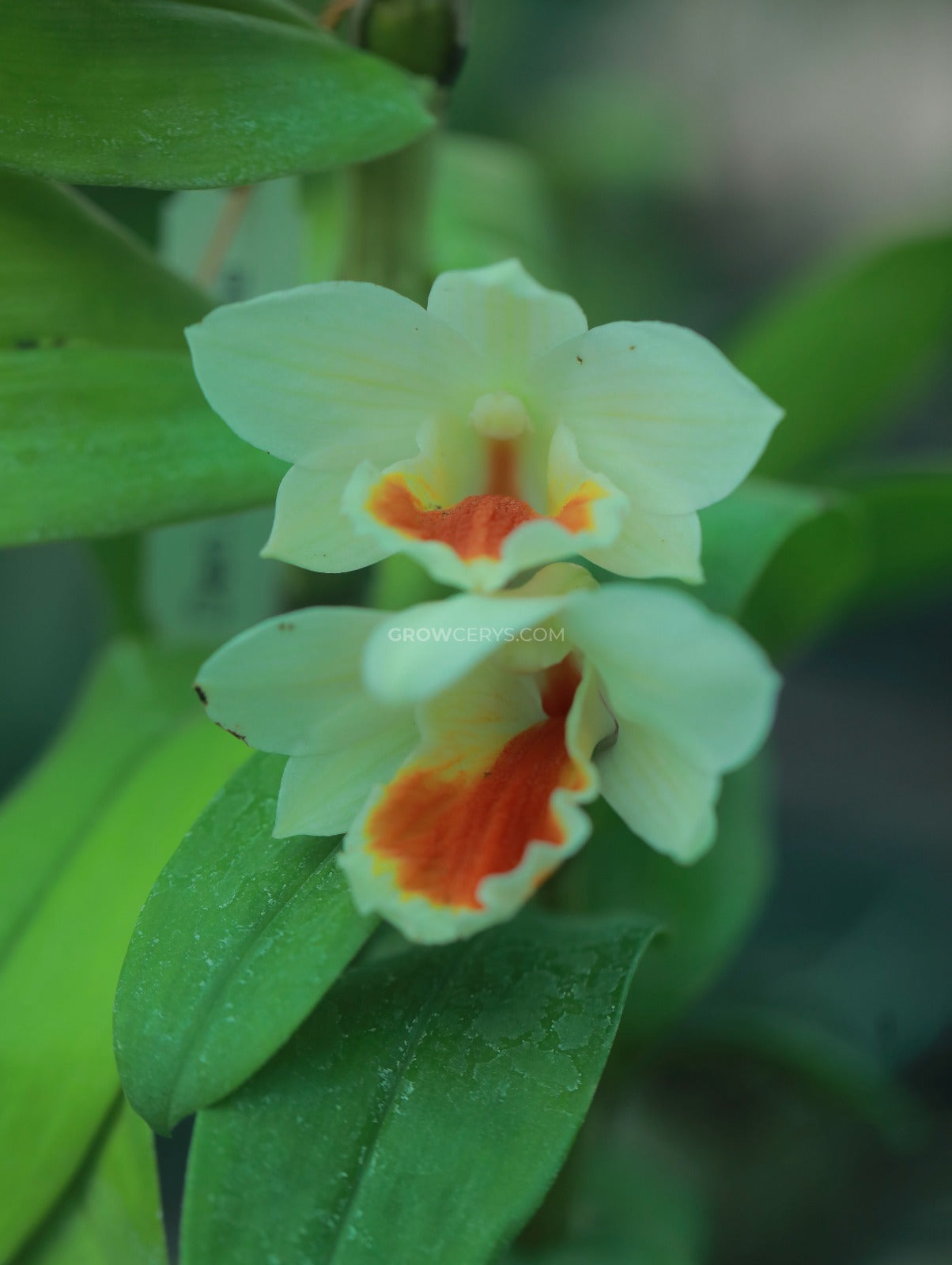 Dendrobium Donmalee