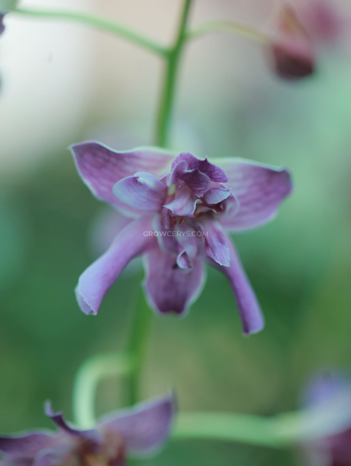 Dendrobium Rose Betty Blue