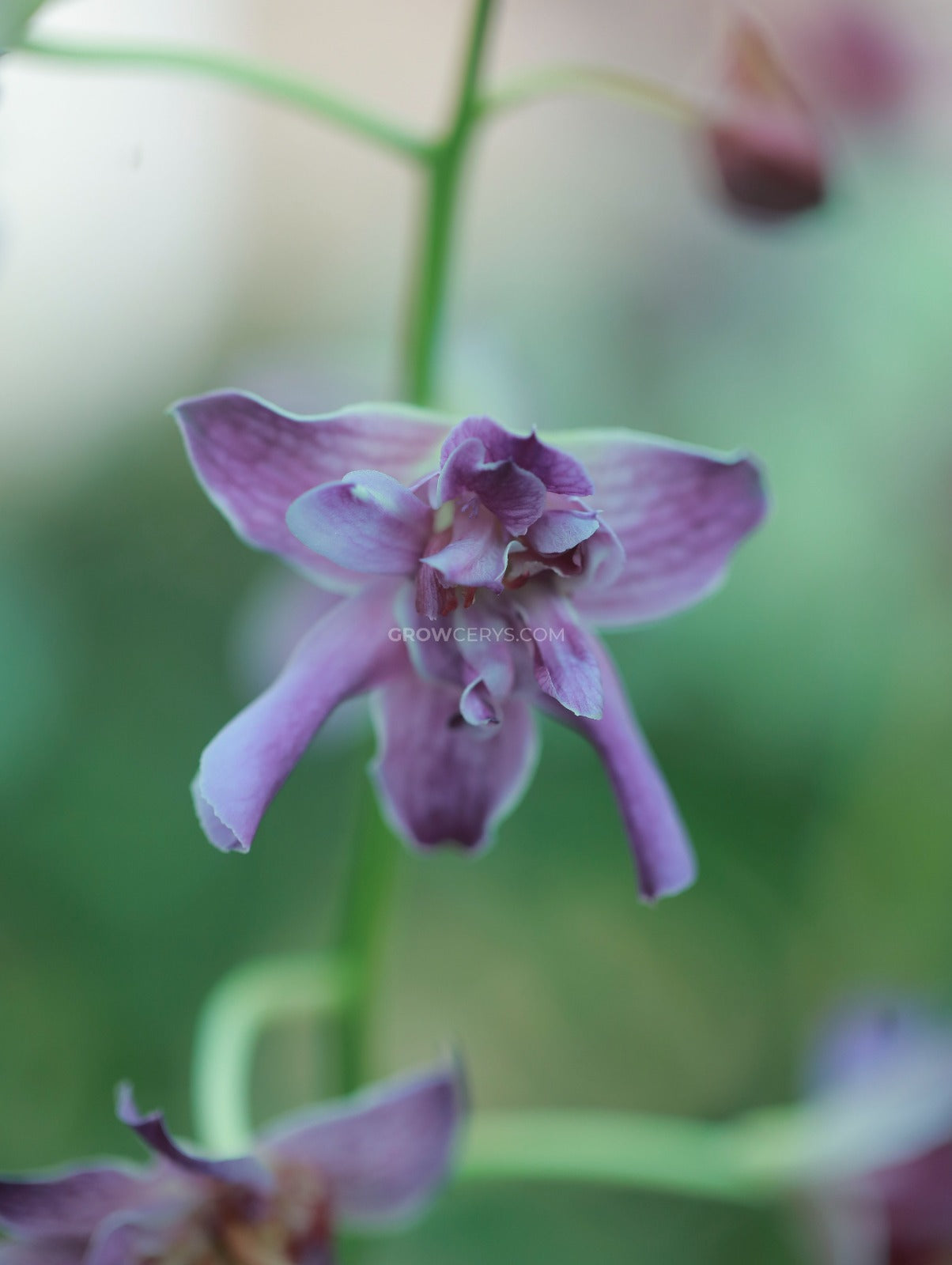 Dendrobium Rose Betty Blue