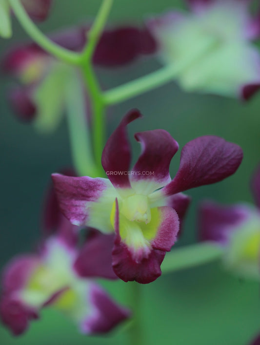 Dendrobium Burana Sunshine