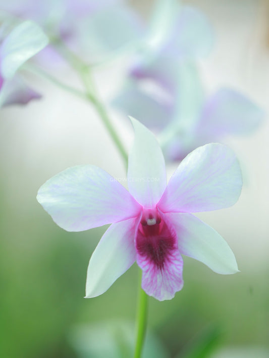 Dendrobium Pakboong