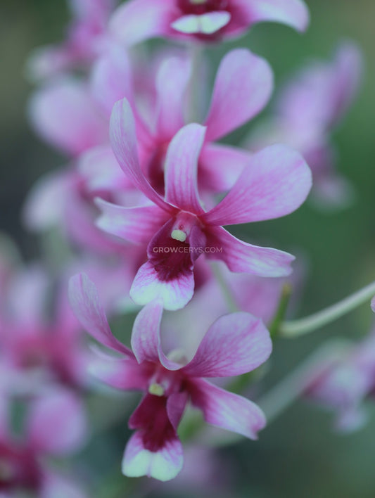 Dendrobium Pink Cherry