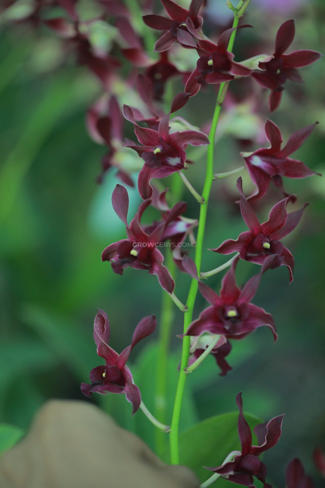 Dendrobium Rabbit Red/Black