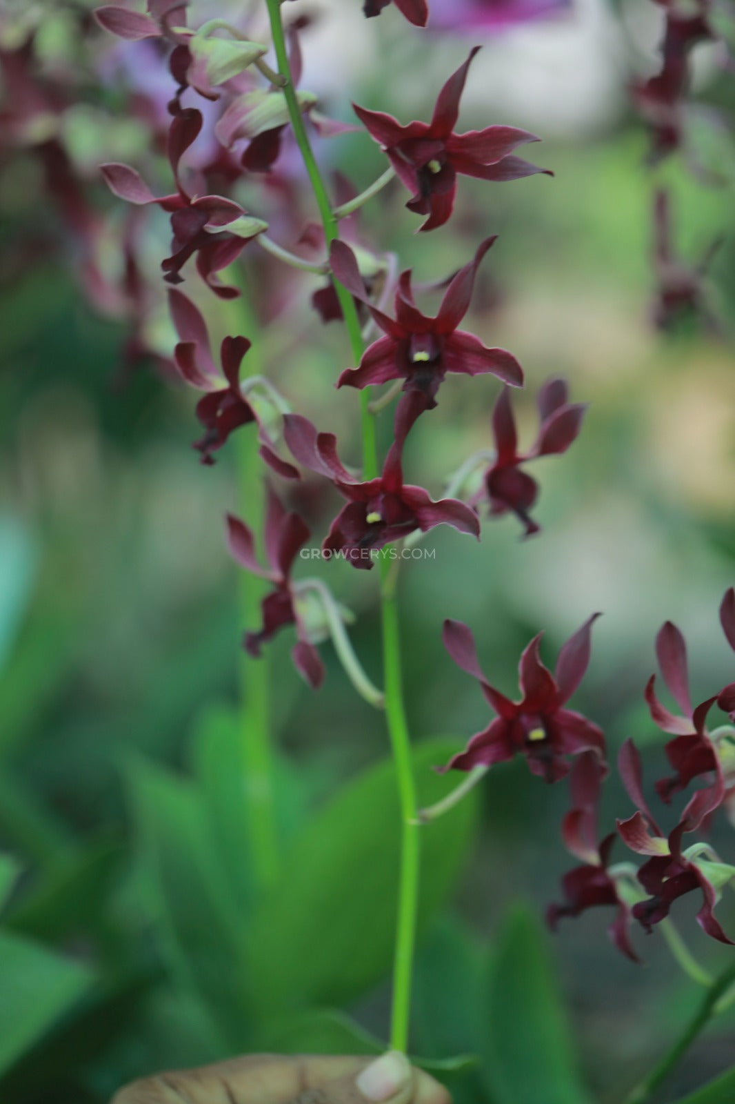 Dendrobium Rabbit Red/Black