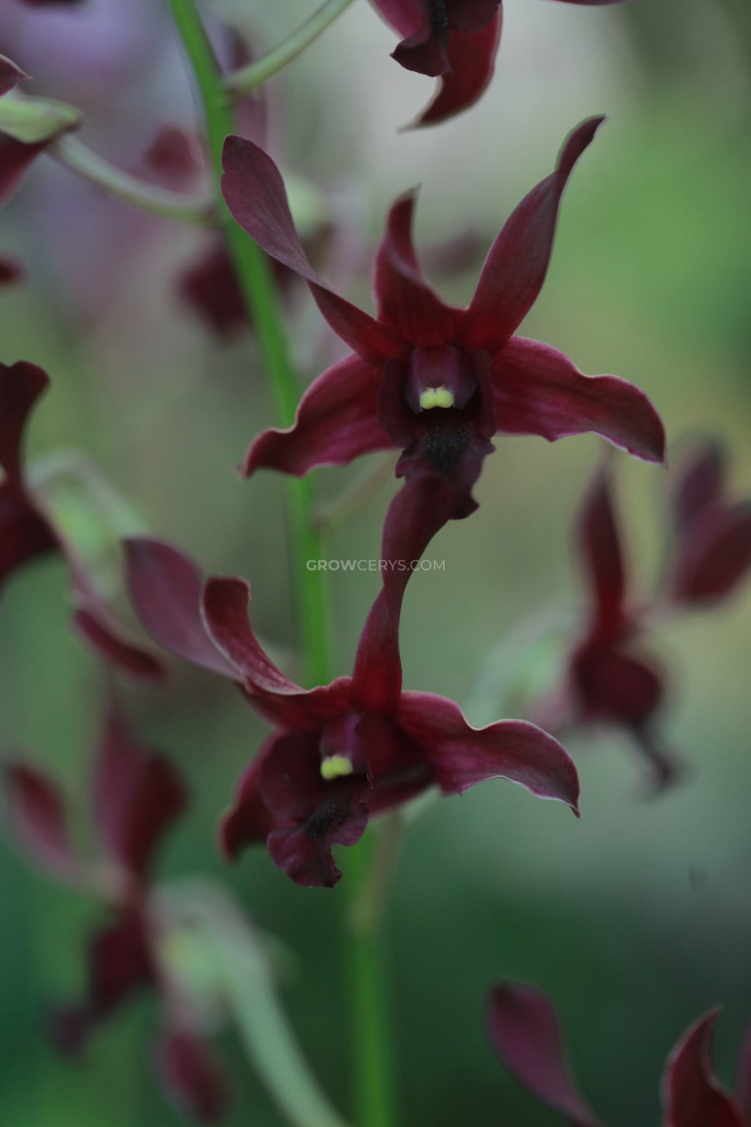 Dendrobium Rabbit Red/Black