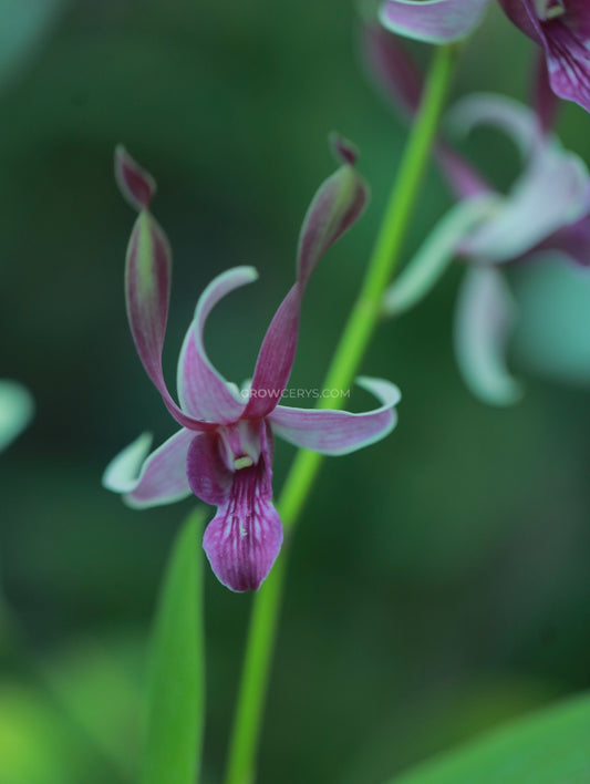 Dendrobium Lorrie Mortimer