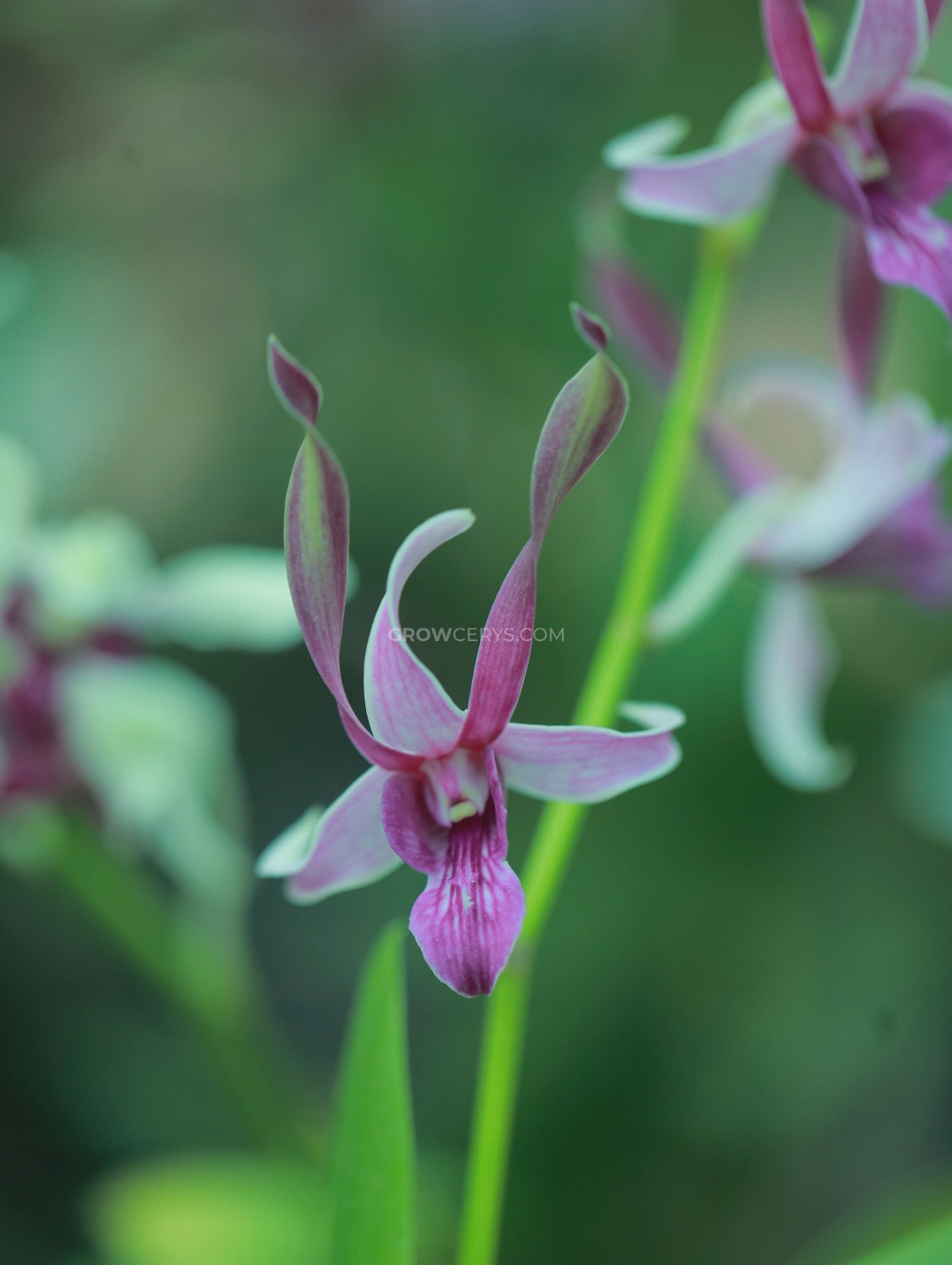 Dendrobium Lorrie Mortimer