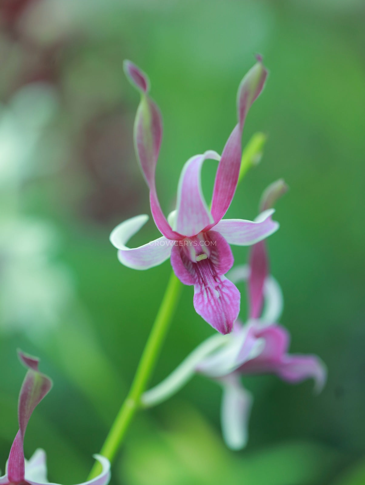 Dendrobium Lorrie Mortimer