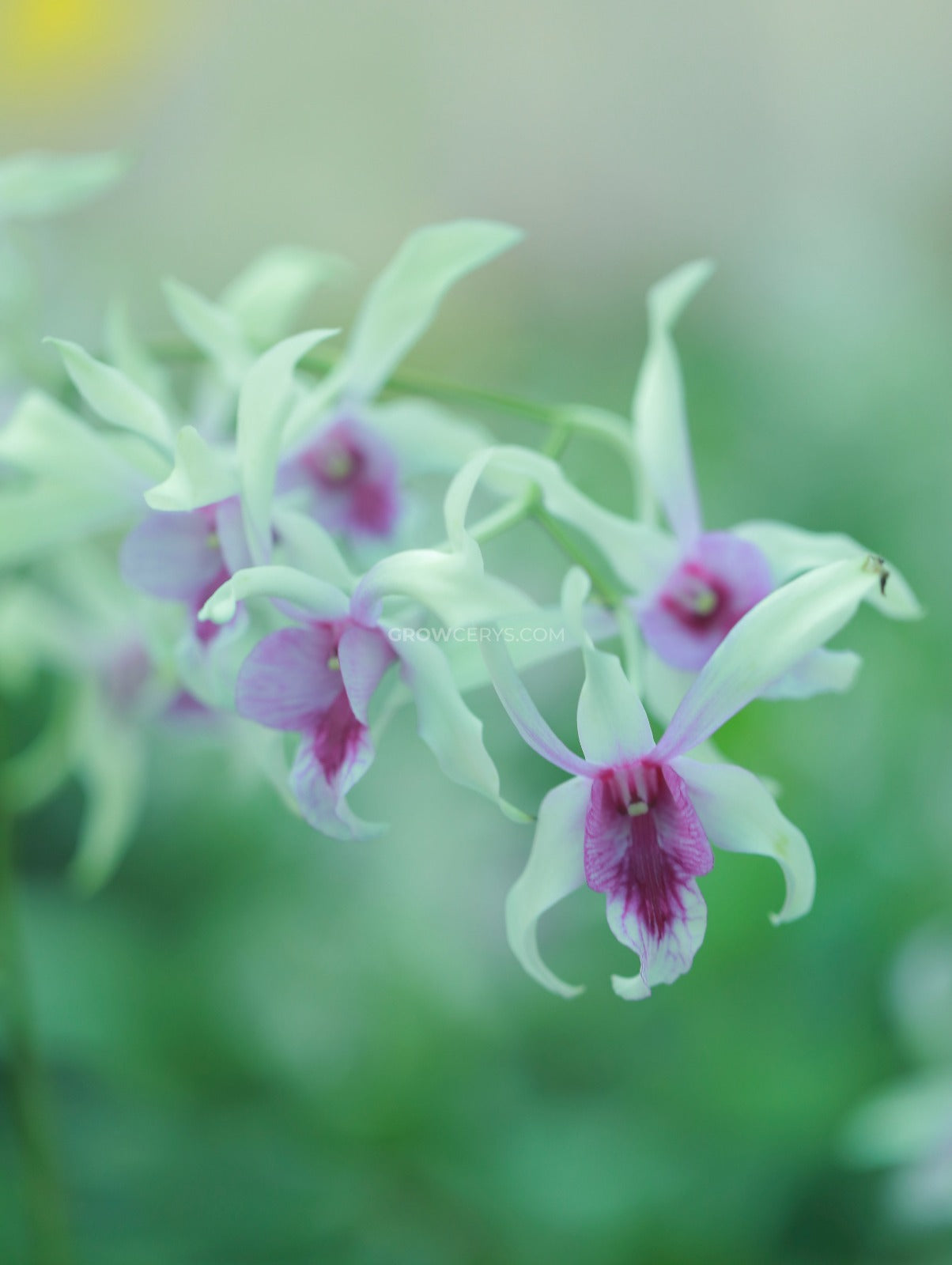 Dendrobium Caeser Chaid