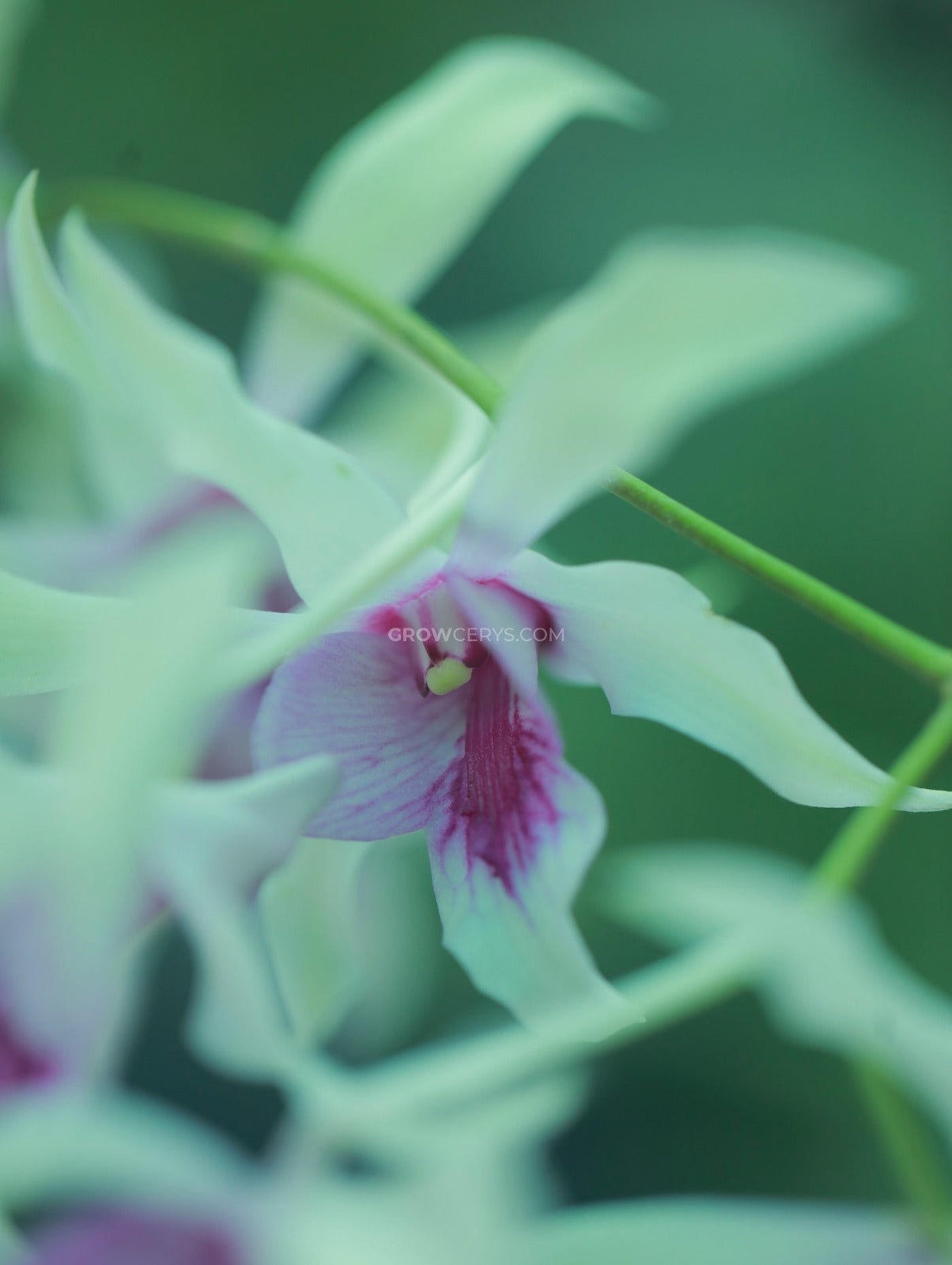 Dendrobium Caeser Chaid