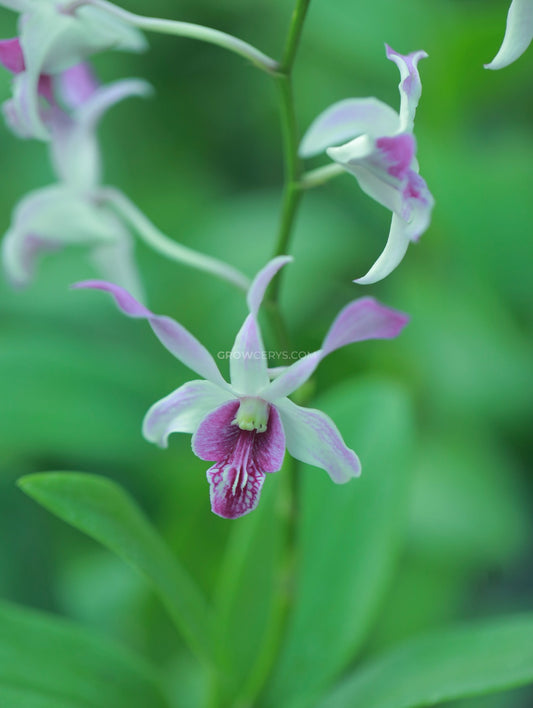 Dendrobium Caesar Warawan