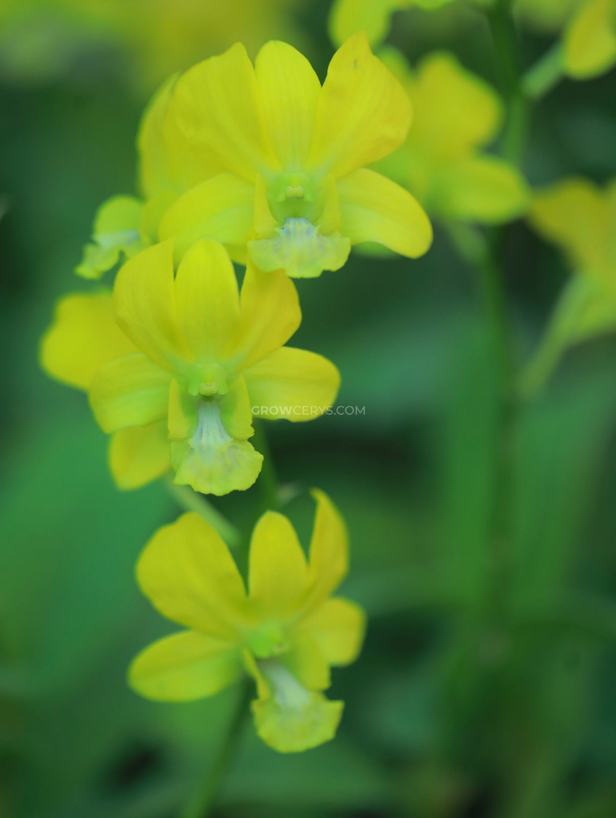 Dendrobium King Of Gold