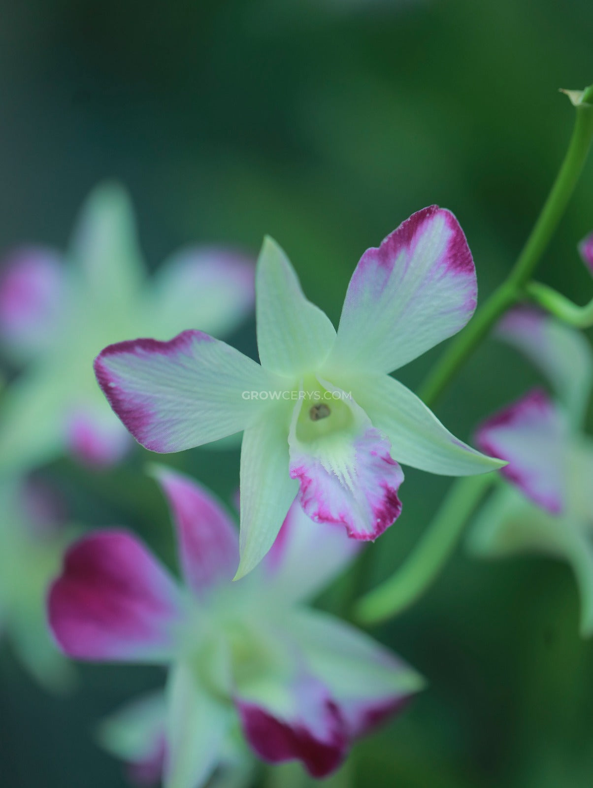 Dendrobium Erasakul Splash