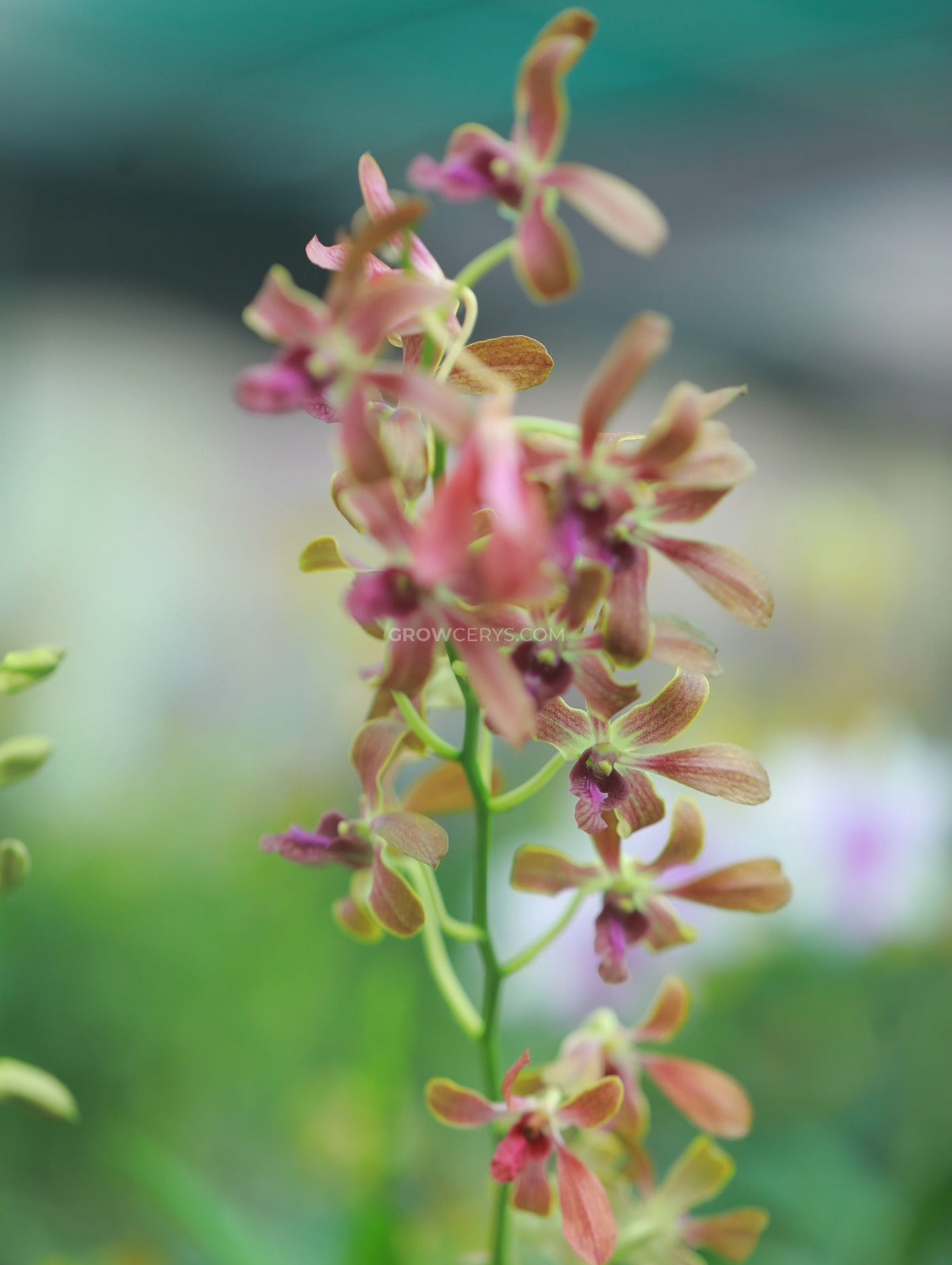 Dendrobium Brown Purple Lip