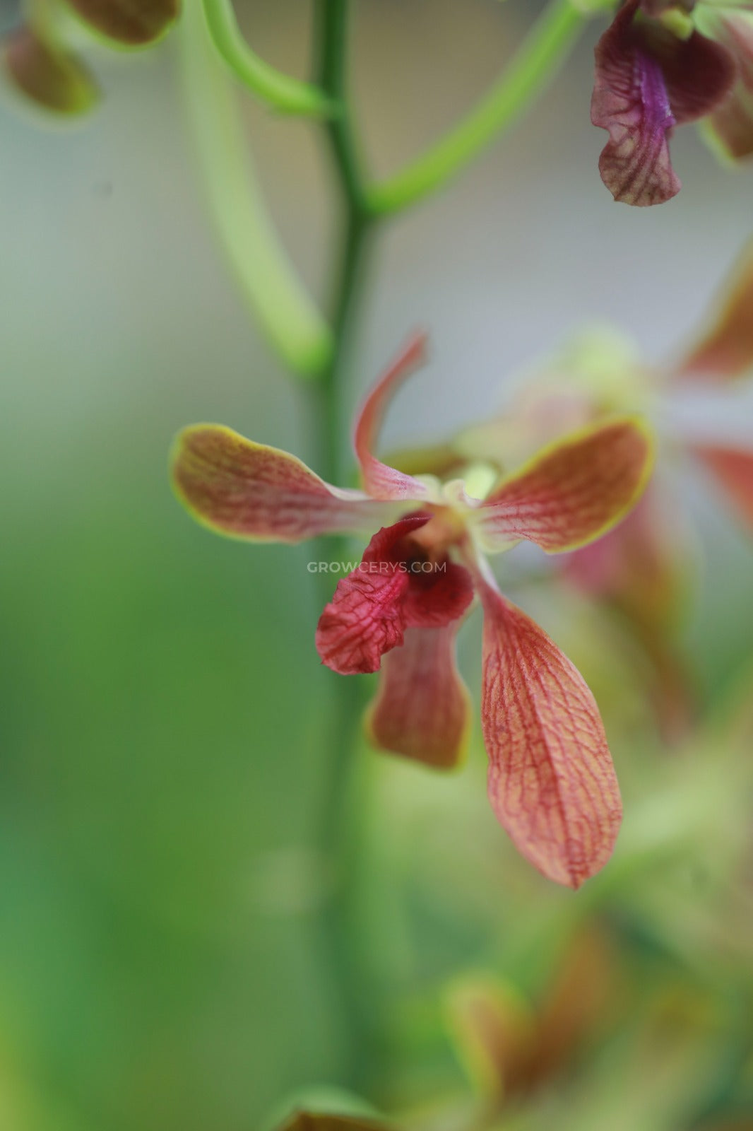 Dendrobium Brown Purple Lip