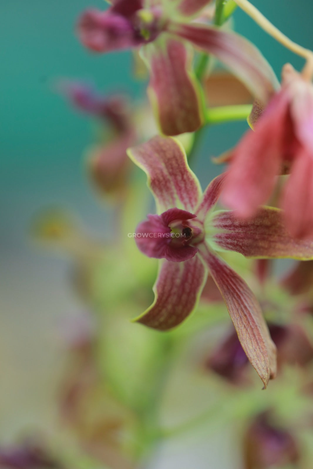 Dendrobium Brown Purple Lip