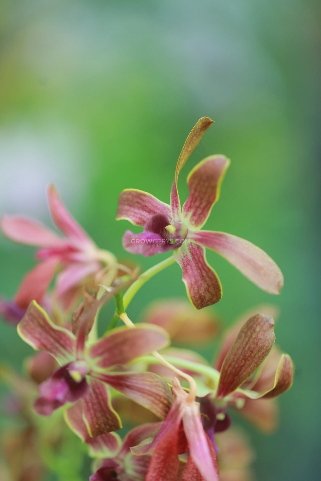 Dendrobium Brown Purple Lip