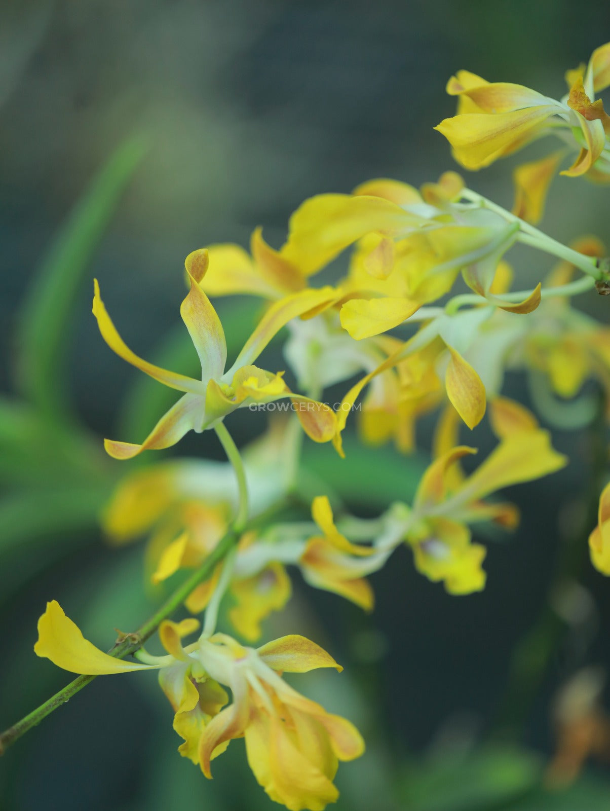 Dendrobium Banana Twist