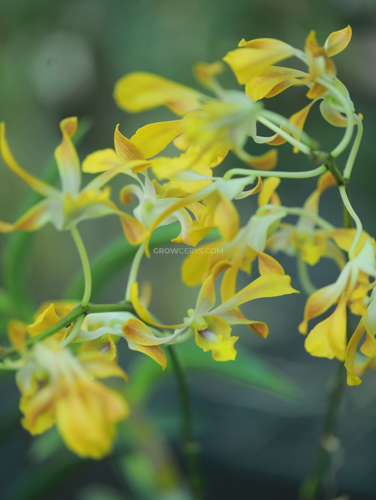 Dendrobium Banana Twist