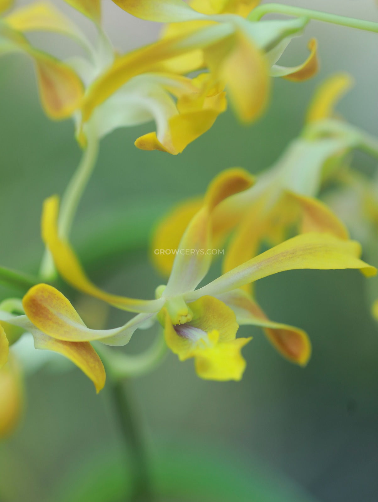 Dendrobium Banana Twist