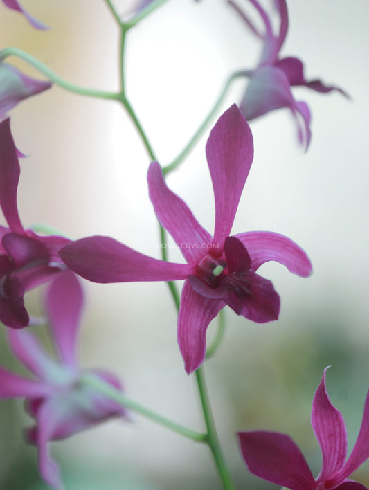 Dendrobium Caeser Dark Pink