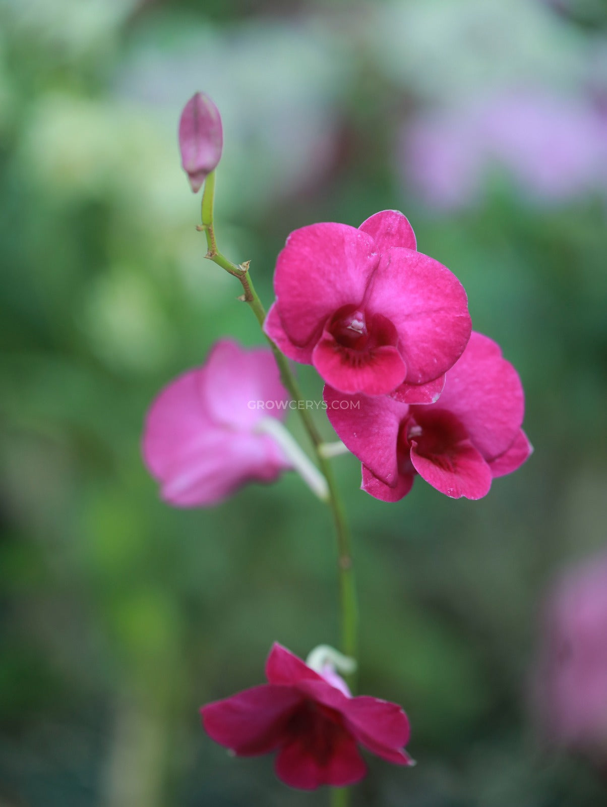 Dendrobium Red Forever