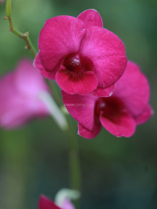 Dendrobium Flawless Pink