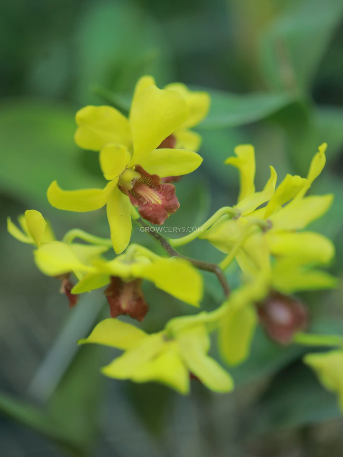 Dendrobium Airy Gold