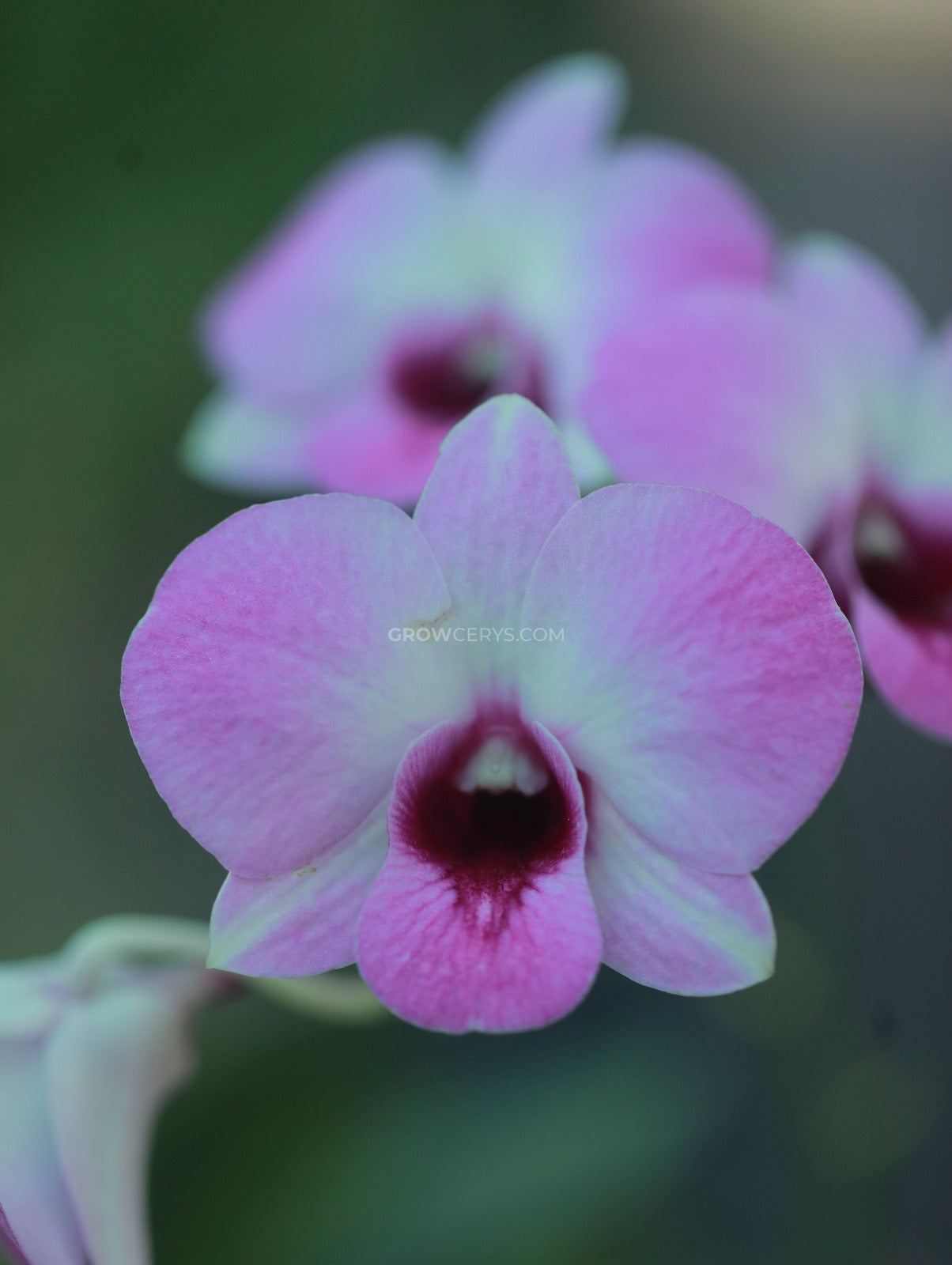 Dendrobium Dew White