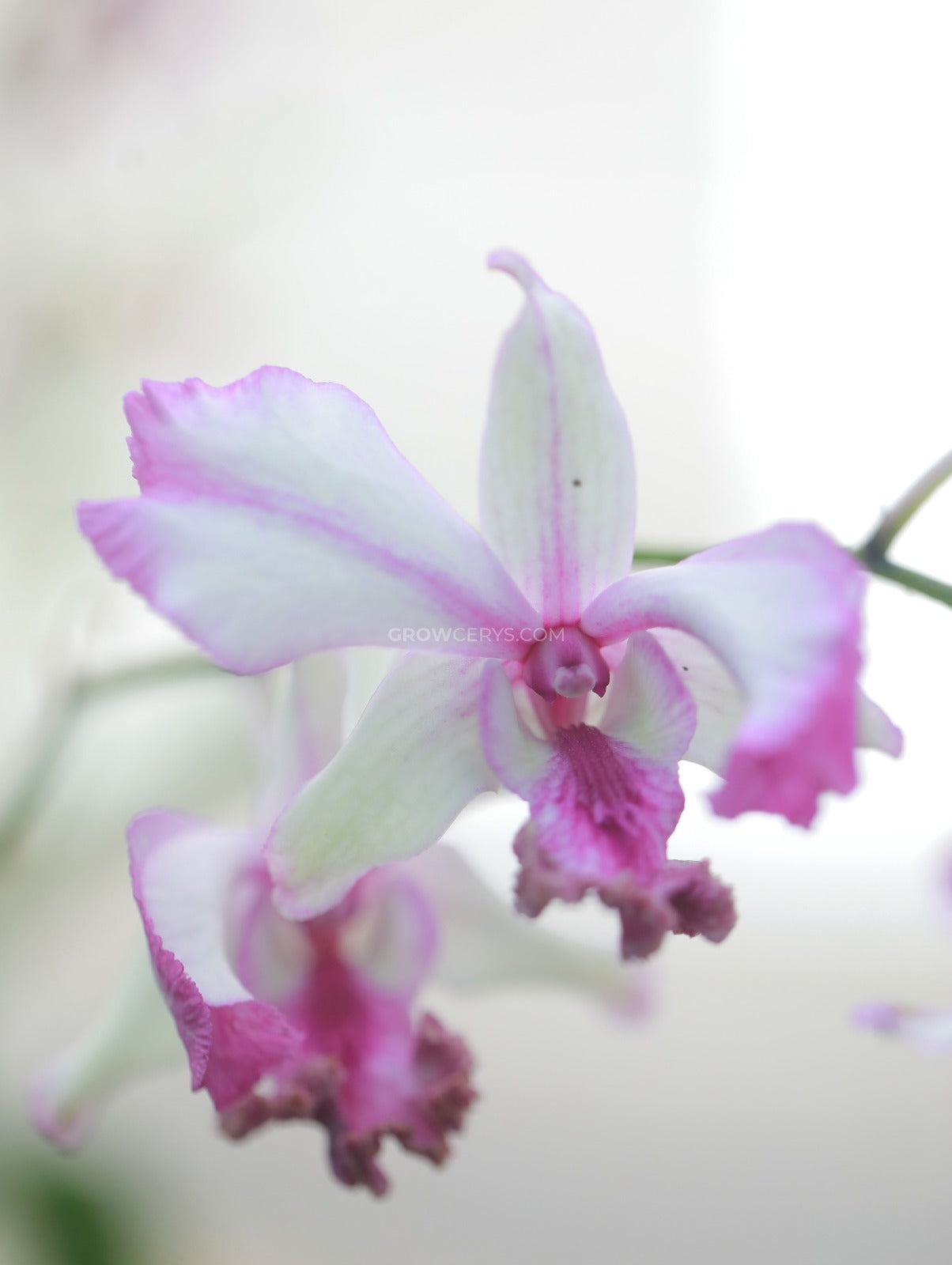 Dendrobium Curly Popey