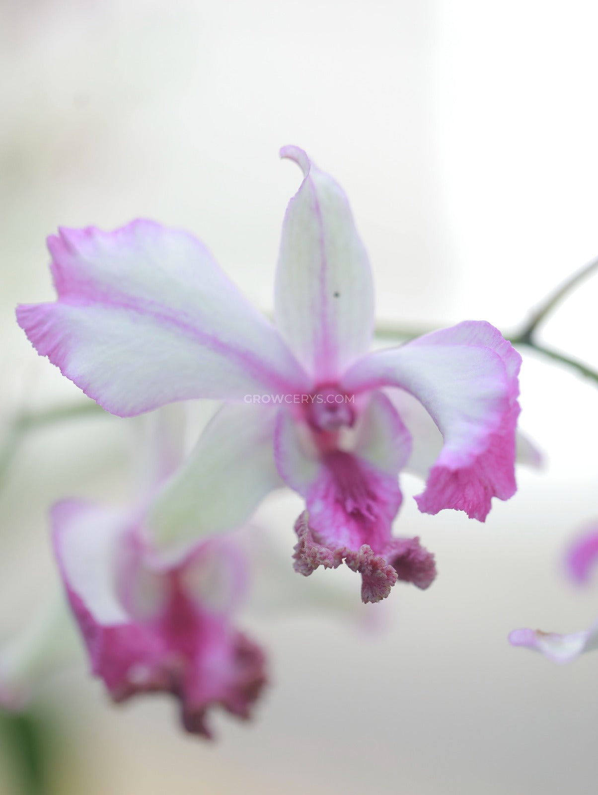 Dendrobium Curly Popey