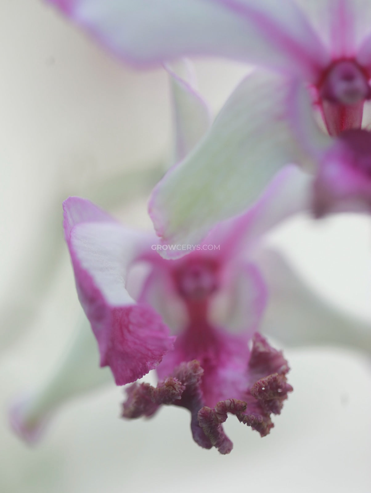 Dendrobium Curly Popey