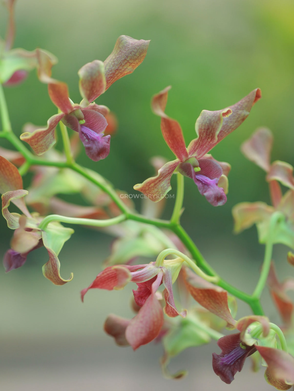 Dendrobium Cross Hybs Brown Twist