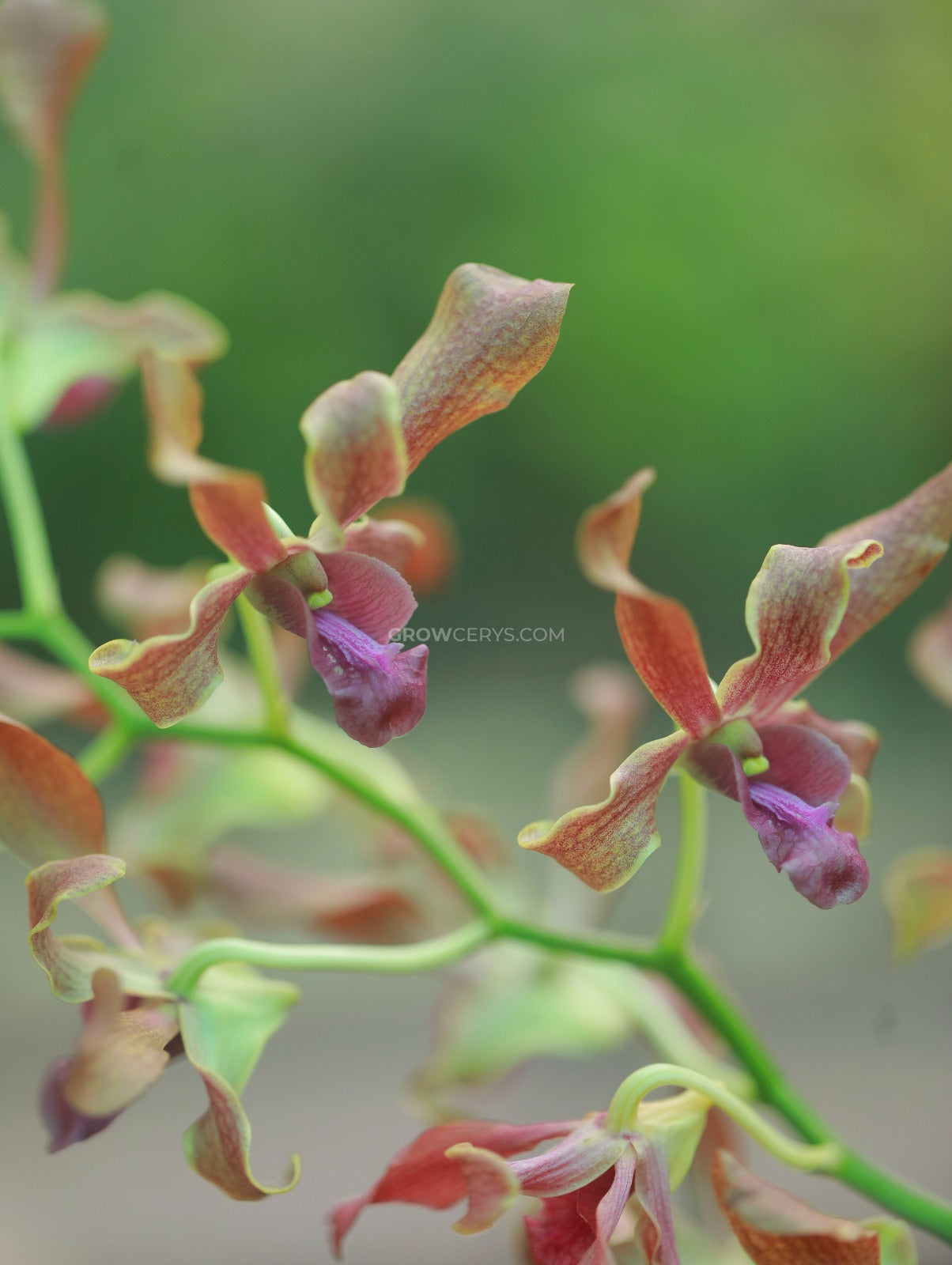 Dendrobium Cross Hybs Brown Twist