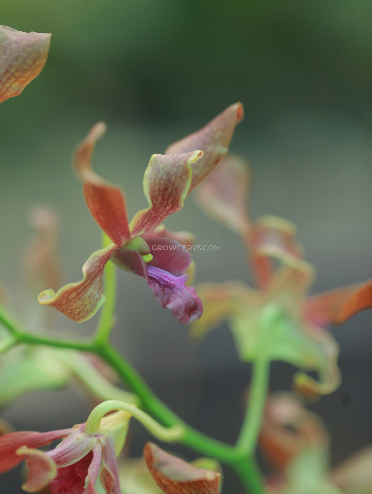 Dendrobium Cross Hybs Brown Twist